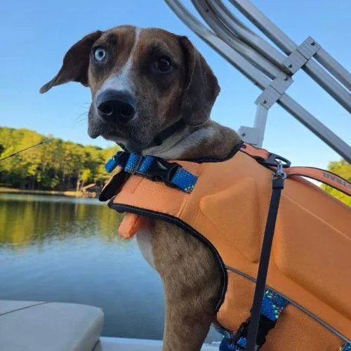 An adult medium-sized male Bicolor Hound dog named Alfie for adoption in Fishers, IN