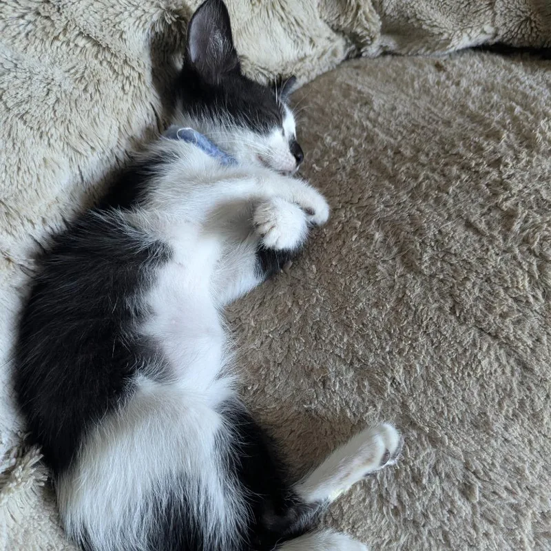 A baby small-sized male Black Domestic Short Hair cat named Ranger for adoption in Santa Fe, TX