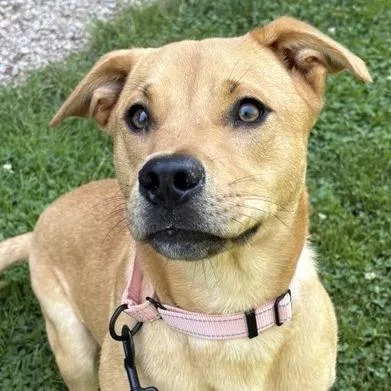 A young medium-sized female Yellow / Tan / Blond / Fawn Mixed Breed dog named Samantha for adoption in Middletown, RI