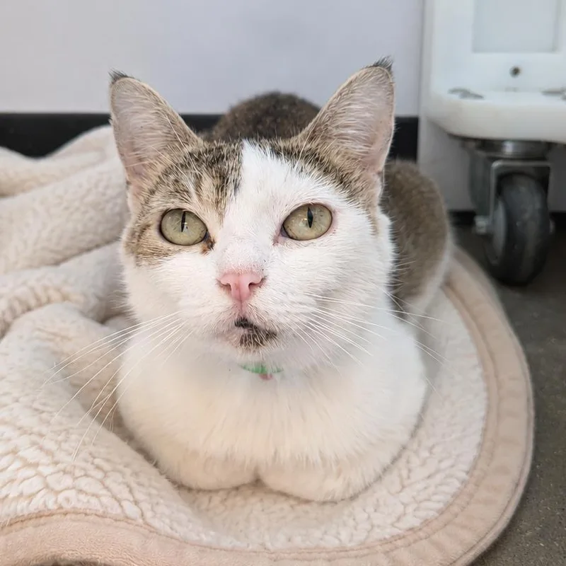 An adult medium-sized female Brown / Chocolate Domestic Short Hair cat named Eggs for adoption in Fort Wayne, IN