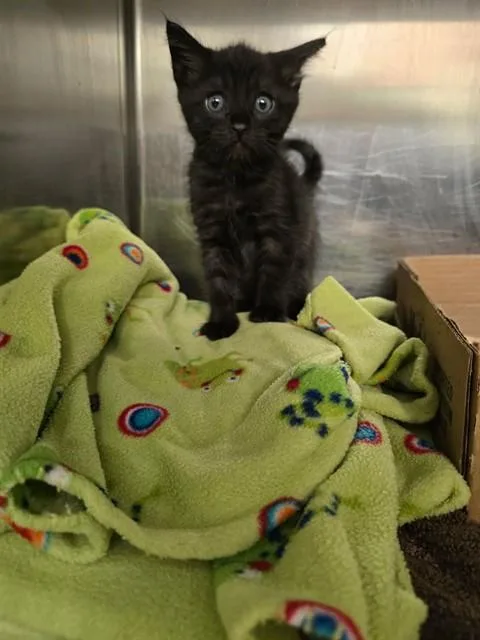 A baby small-sized male Domestic Short Hair cat named Pibble for adoption in Rancho Cucamonga, CA
