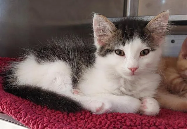 A baby small-sized female Domestic Medium Hair cat named Raina for adoption in Chula Vista, CA