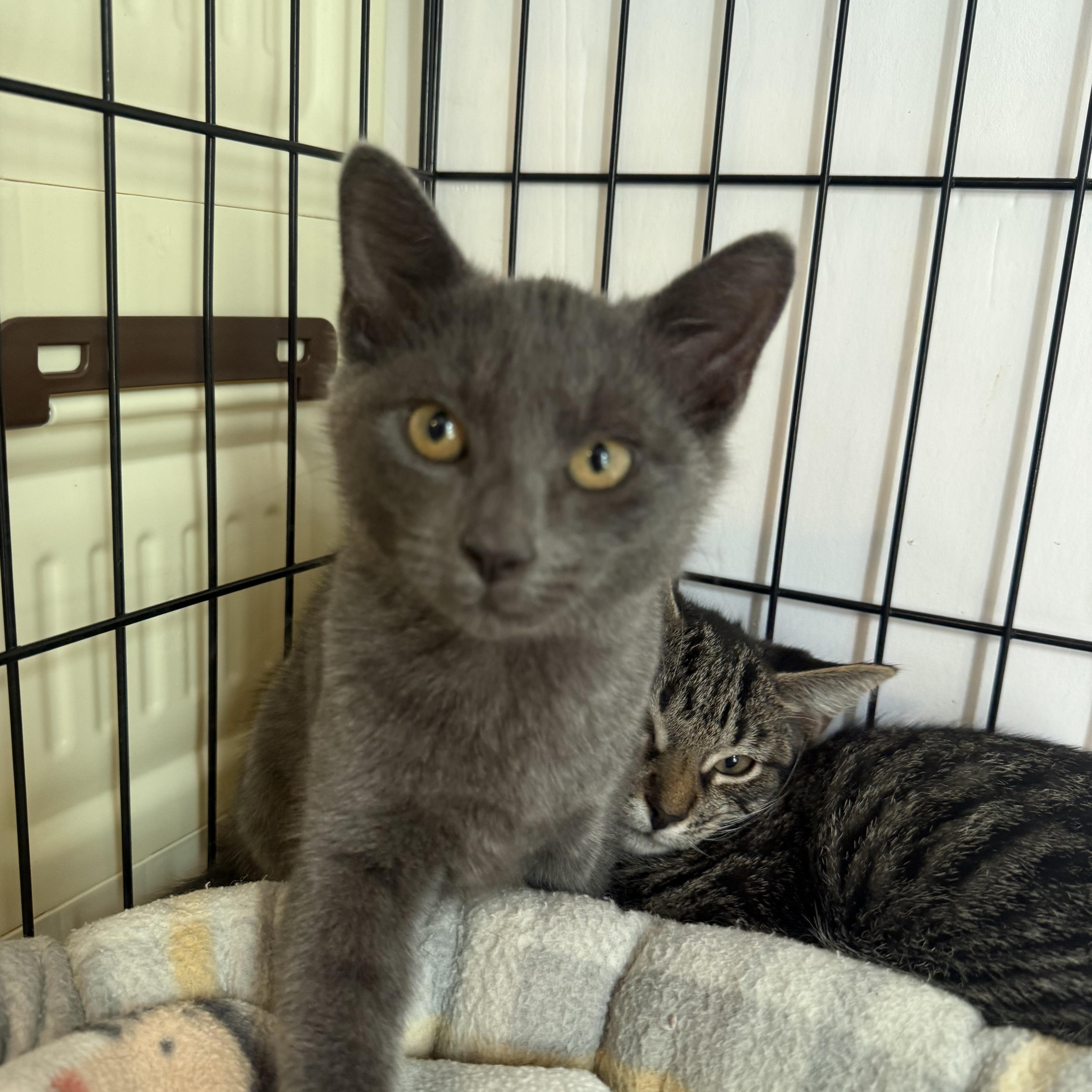 A baby small-sized female Gray / Blue / Silver American Shorthair cat named Totoro for adoption in North Chesterfield, VA