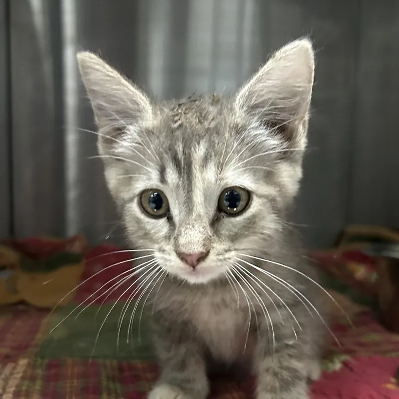 A baby small-sized female Gray / Blue / Silver Domestic Short Hair cat named Ivy for adoption in Austin, TX