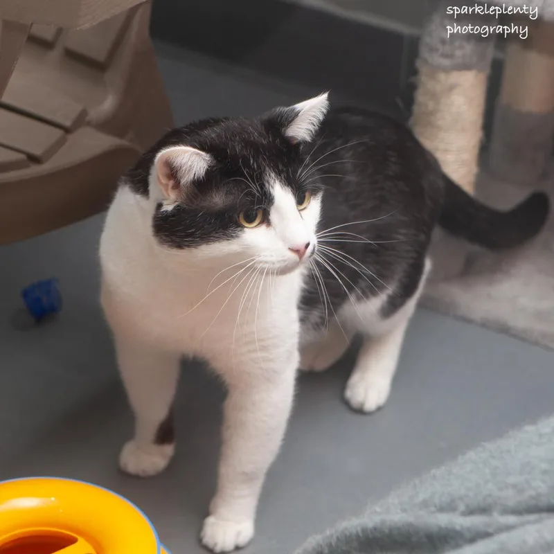 An adult medium-sized male Black Domestic Short Hair cat named Harvey for adoption in Ridgefield, CT
