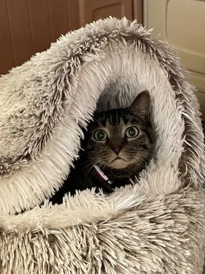 An adult small-sized female Brown / Chocolate Domestic Short Hair cat named Willow for adoption in Lansing, MI