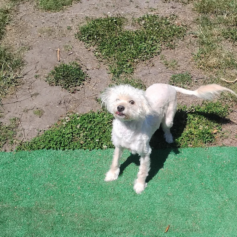 A young small-sized female White / Cream Miniature Poodle dog named Sugar for adoption in Salisbury, MD