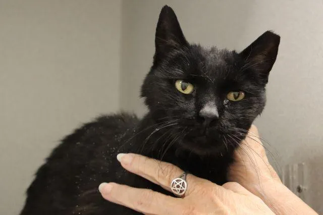 A senior small-sized male Domestic Short Hair cat named Terry Pratchett for adoption in Tucson, AZ