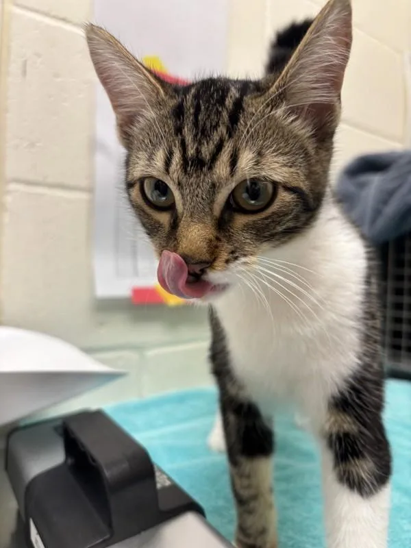 A baby small-sized female Domestic Short Hair cat named Tamera for adoption in Santa Rosa, CA