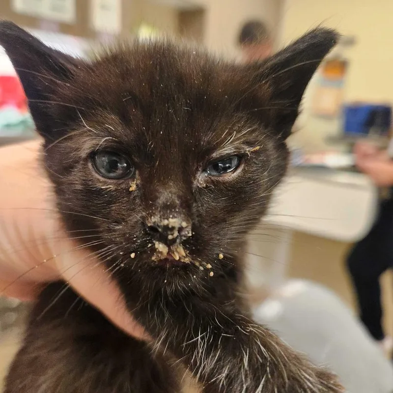 A baby small-sized male Brown / Chocolate Domestic Short Hair cat named Hershey for adoption in Asheville, NC