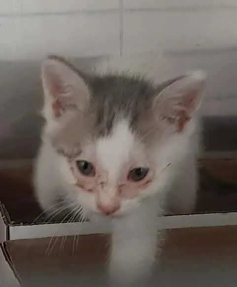 A baby medium-sized male White Domestic Medium Hair cat named Bayou for adoption in Georgetown, OH