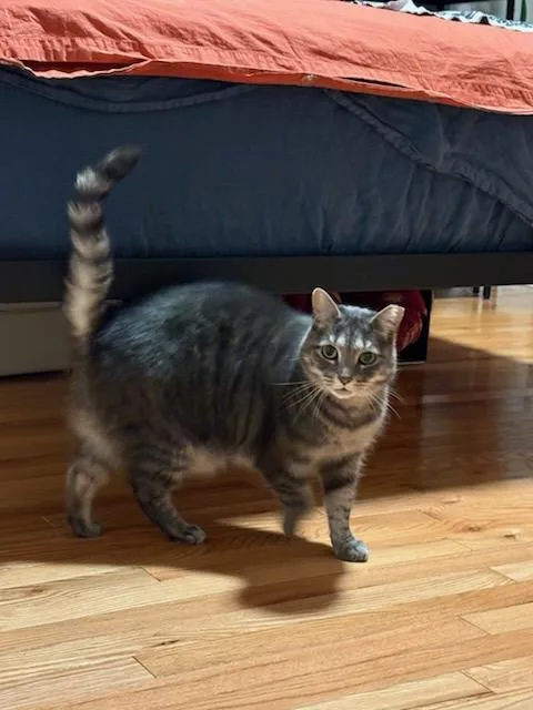 Sweet Um thumbnail 2