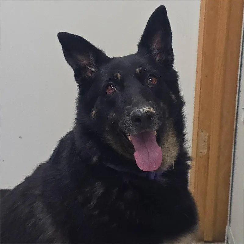 An adult large-sized female Black German Shepherd Dog dog named Nova for adoption in Milan, IL