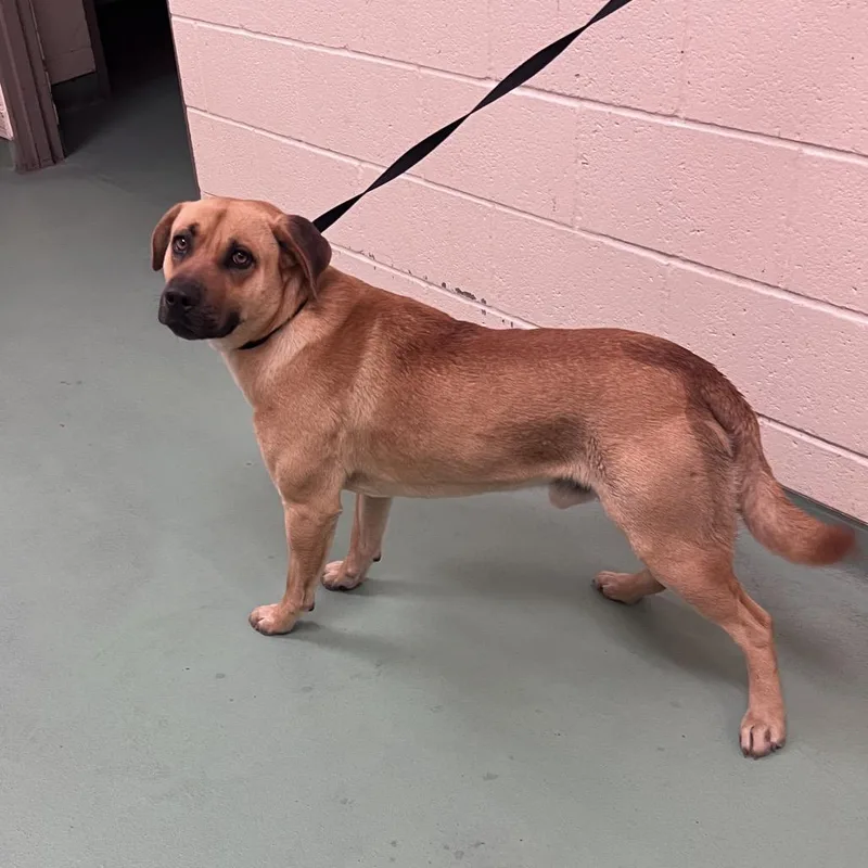 An adult large-sized male Yellow / Tan / Blond / Fawn Mixed Breed dog named Buckeye for adoption in Memphis, TN