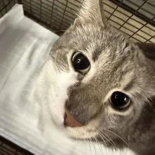 An adult medium-sized male Gray & White Domestic Short Hair cat named Iggy for adoption in Rapid City, SD