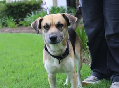An adult medium-sized male Beagle dog named Tito for adoption in Brunswick, GA
