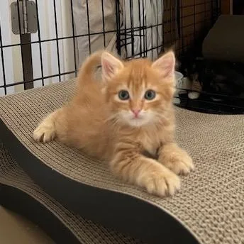 A baby small-sized male Orange / Red Domestic Medium Hair cat named Alvin for adoption in Las Vegas, NV