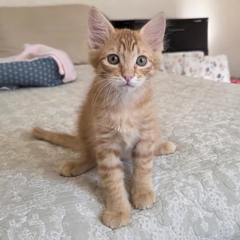 Alvin thumbnail 3
