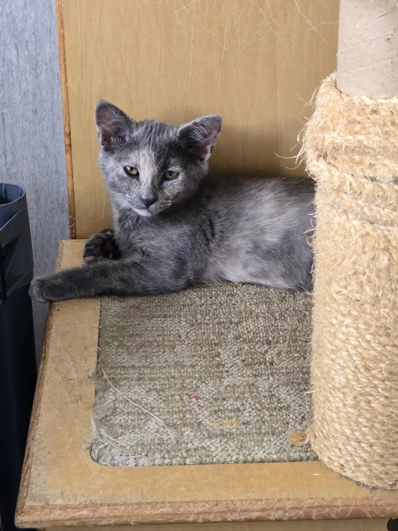 A baby small-sized female Dilute Tortoiseshell Domestic Short Hair cat named Jam for adoption in Eugene, OR
