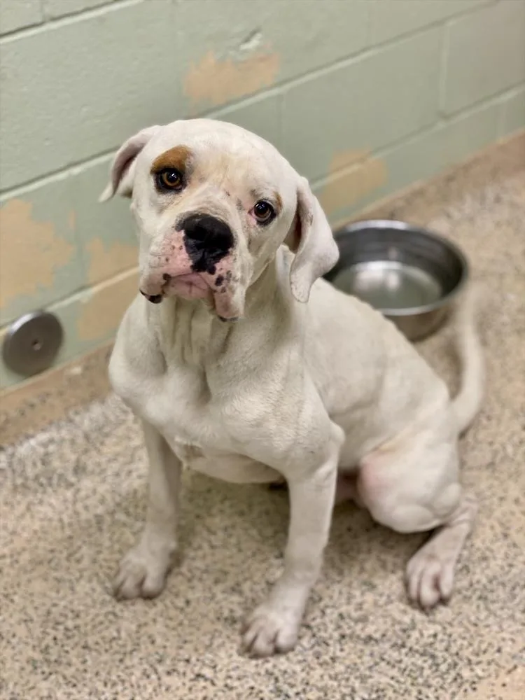 A young medium-sized male White / Cream Boxer dog named Stinky Pete for adoption in Hewitt, TX