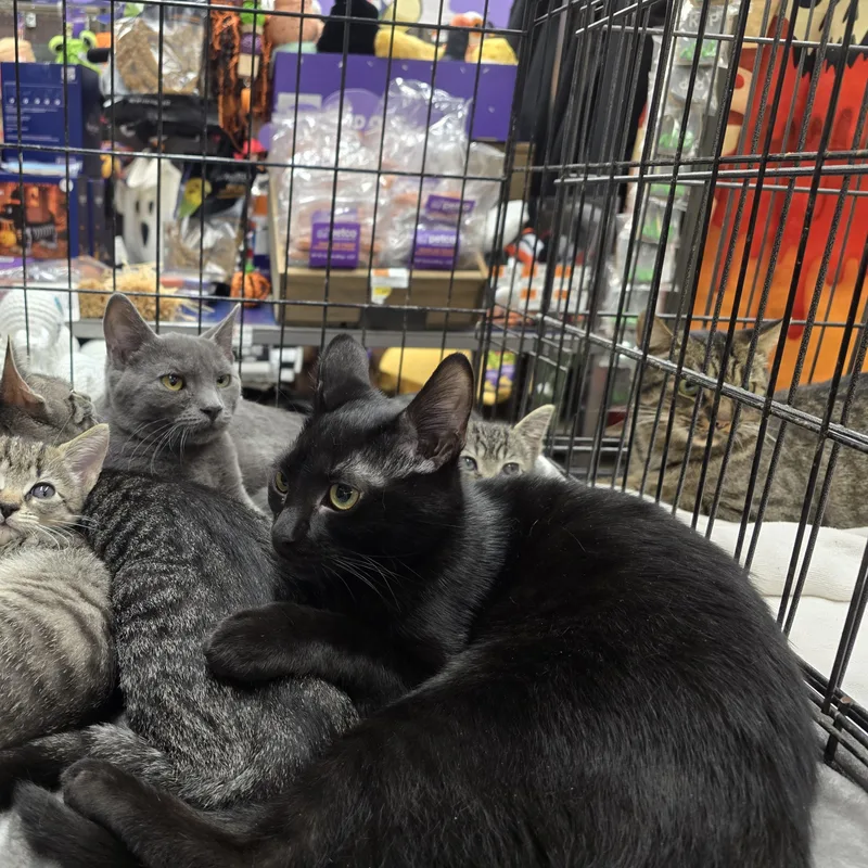 A baby medium-sized female Black Domestic Short Hair cat named Gemma lovebug for adoption in Sewaren, NJ