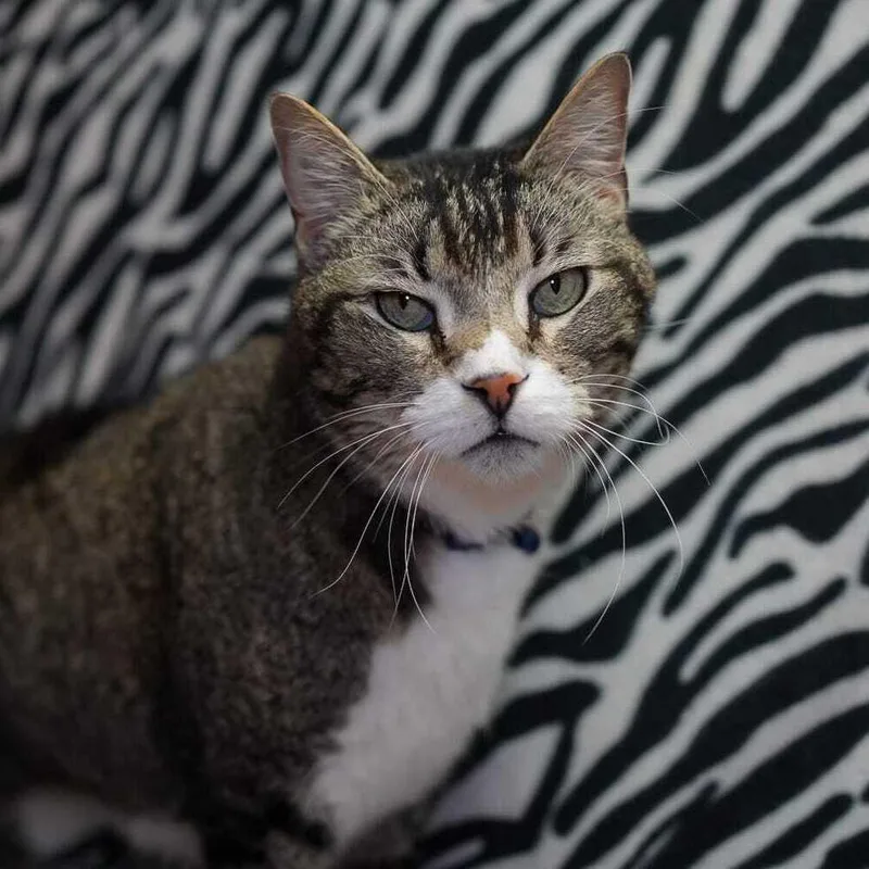 An adult large-sized male Domestic Short Hair cat named Barry for adoption in Wheaton, IL