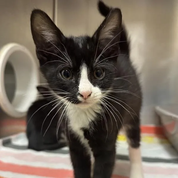 A baby small-sized male Domestic Short Hair cat named Gulliver for adoption in Walnut Creek, CA