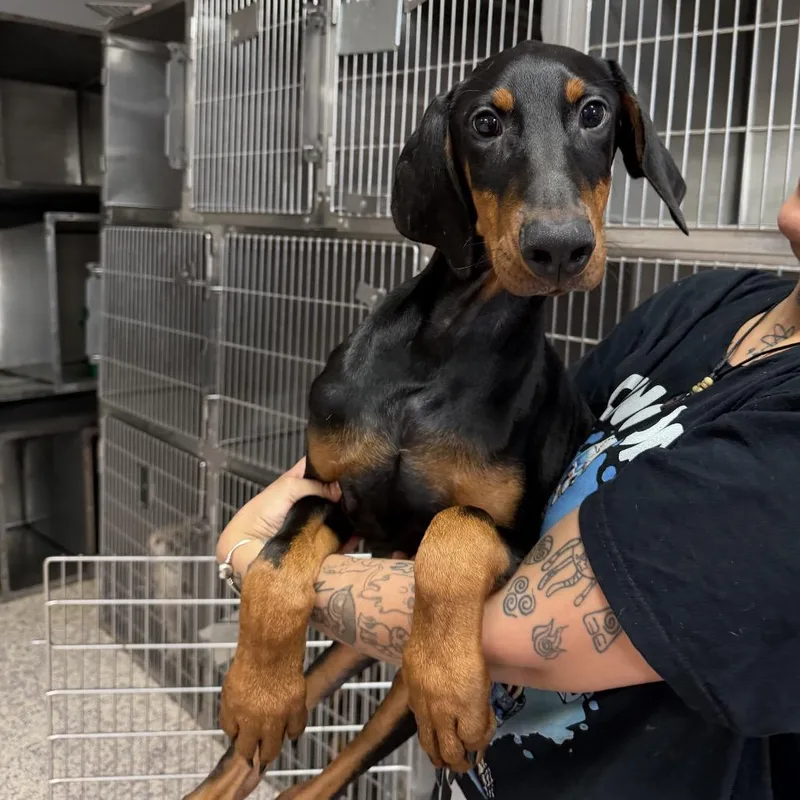 A baby small-sized male Doberman Pinscher dog named Bj for adoption in Northbrook, IL