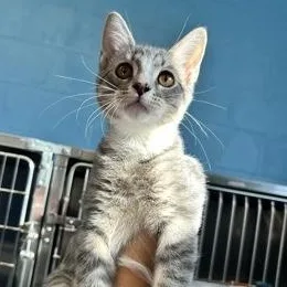 A baby medium-sized male Domestic Short Hair cat named Jennipurr for adoption in Rapid City, SD