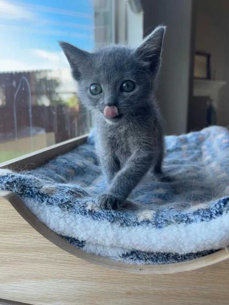 A baby small-sized female Russian Blue cat named Abigail for adoption in Lewisville, TX