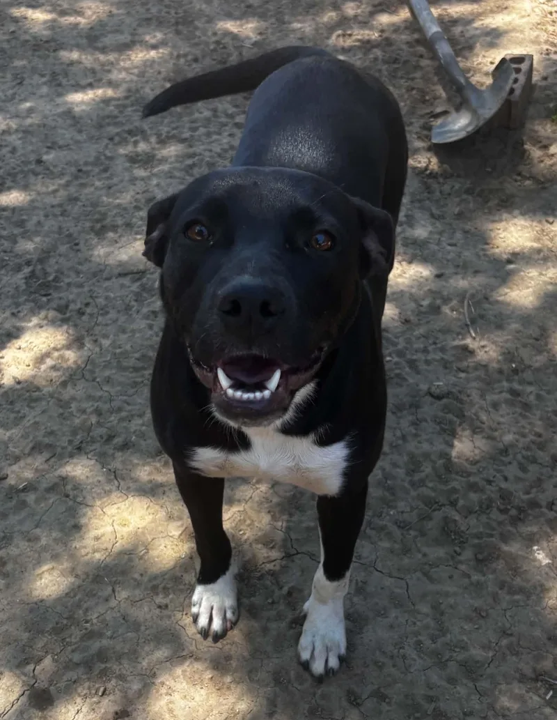A young medium-sized female Black Pit Bull Terrier dog named Betty for adoption in Okemah, OK