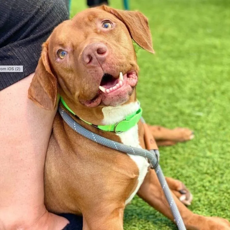 An adult large-sized male Brown / Chocolate Dachshund dog named Brownie for adoption in San Diego, CA