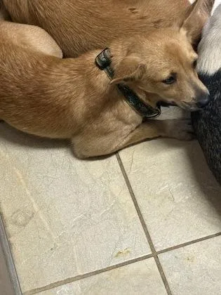 A young medium-sized male Mixed Breed dog named Prince for adoption in Honolulu, HI
