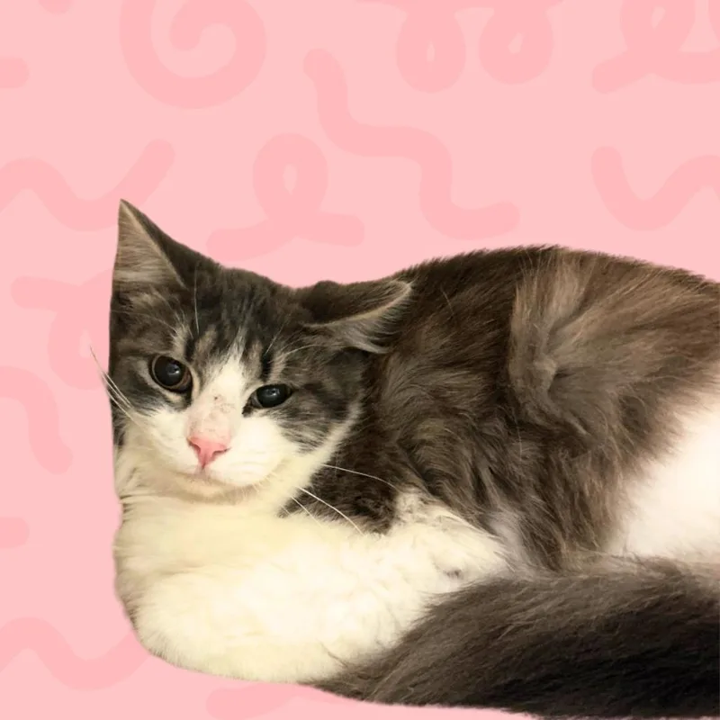 Sugar