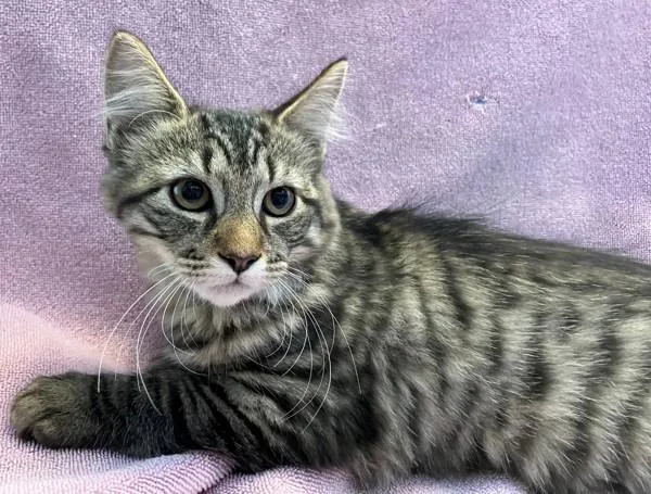 A baby small-sized female Domestic Medium Hair cat named Dorothy for adoption in Staten Island, NY