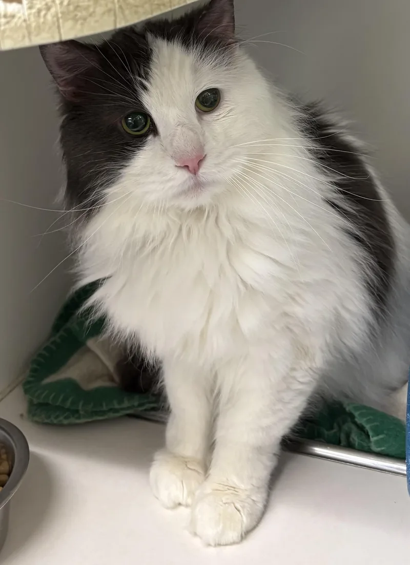 An adult medium-sized male Domestic Long Hair cat named Gizmo for adoption in Mansfield, CT