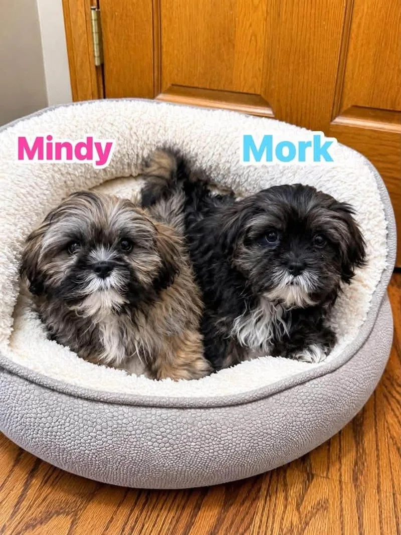 A baby small-sized male Lhasa Apso dog named Mork for adoption in Union Grove, WI