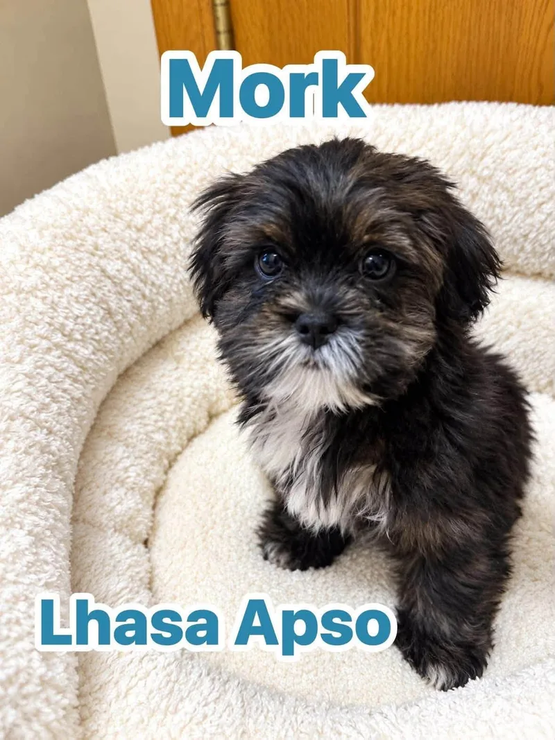 Mork thumbnail 2