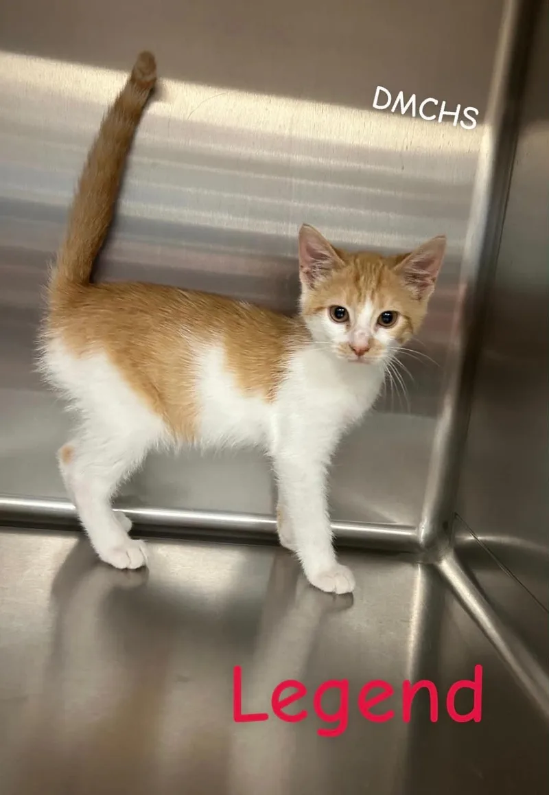 A baby small-sized male Domestic Short Hair cat named Legend for adoption in Burlington, IA