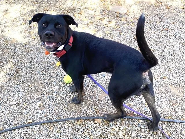 A young large-sized male Pit Bull Terrier dog named Moonlight for adoption in Phoenix, AZ