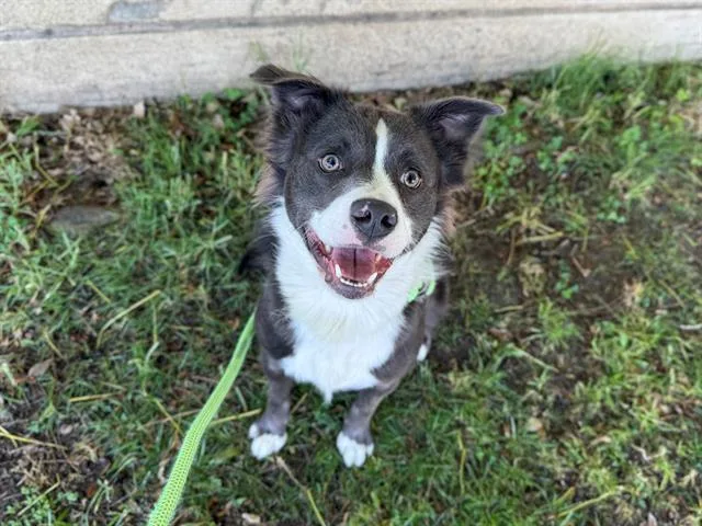 A young small-sized male Australian Cattle Dog / Blue Heeler dog named Iso for adoption in Antioch, CA