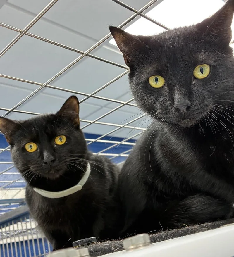 A young small-sized female Domestic Short Hair cat named Sara for adoption in Hartsville, SC