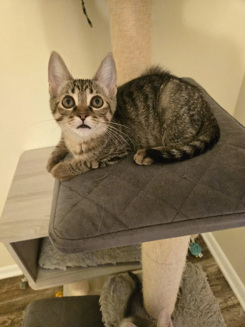 A baby medium-sized male Domestic Short Hair cat named Floyd for adoption in Walled Lake, MI