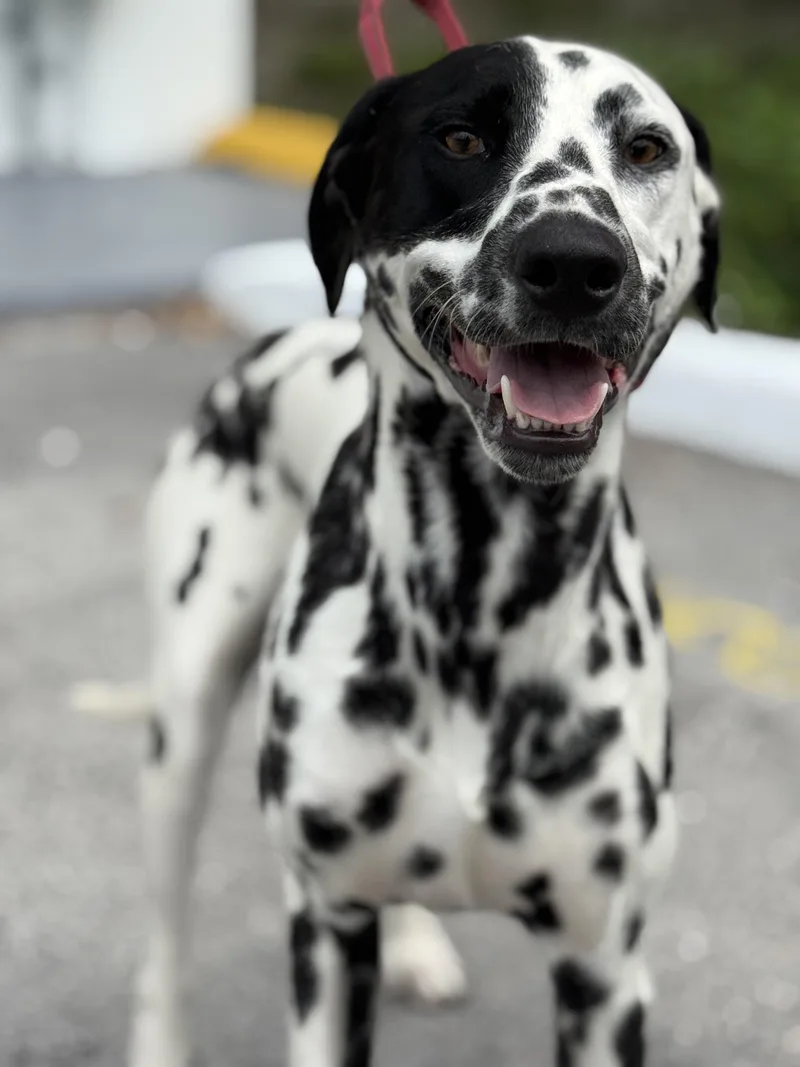 A young medium-sized male Black Dalmatian dog named Tempo  TRAINED DOG for adoption in Miami, FL