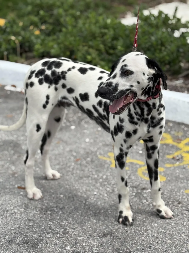 Tempo  TRAINED DOG thumbnail 2