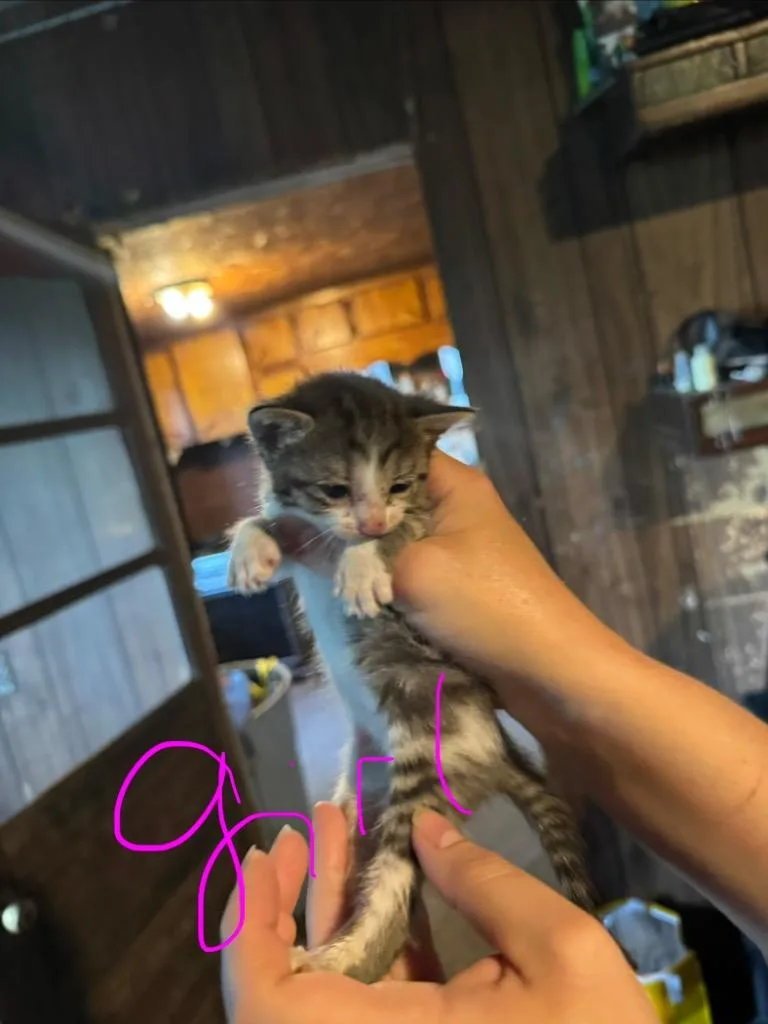 A baby medium-sized female Domestic Short Hair cat named Potato for adoption in Johnson City, TN