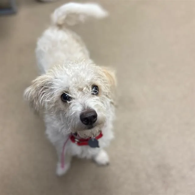 A young small-sized female Poodle dog named Bramble for adoption in Aurora, CO