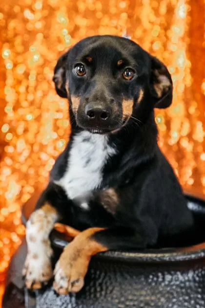A young small-sized male Dachshund dog named Punkin for adoption in Dothan, AL