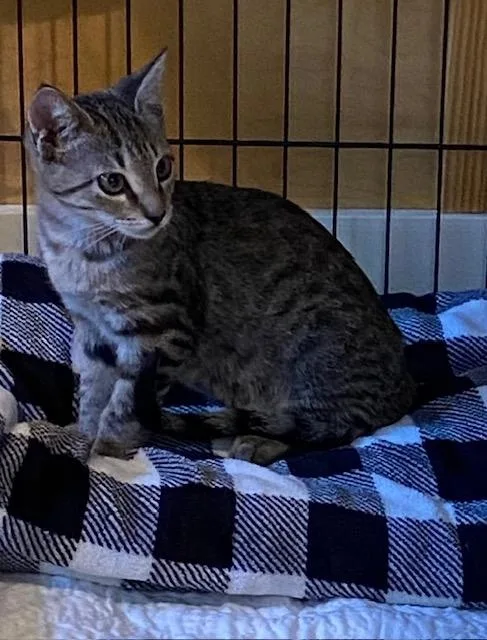 A baby small-sized male Domestic Short Hair cat named Jay for adoption in Lafayette, LA