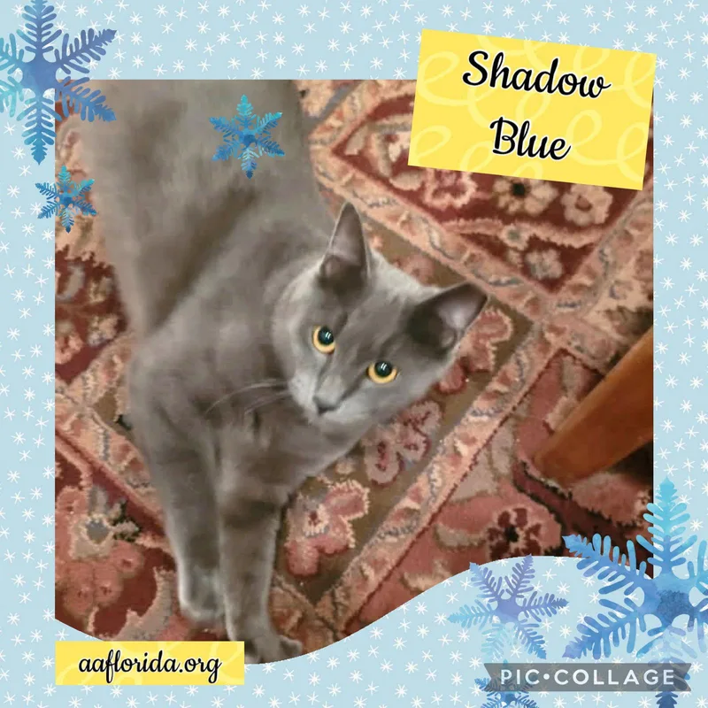 Shadow Blue thumbnail 2